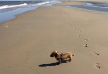 ruwharige teckel hond op het strand katwijk nieuws actueel rijnsburg