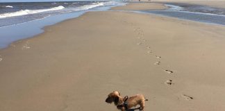ruwharige teckel hond op het strand katwijk nieuws actueel rijnsburg